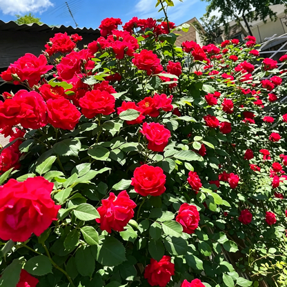 🌺3 Days Germination Climbing Rose