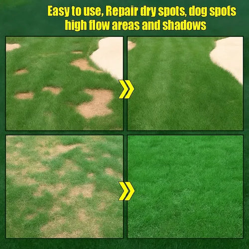 Evergreen dwarf grass for four seasons