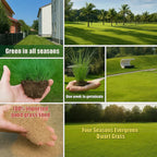 Evergreen dwarf grass for four seasons