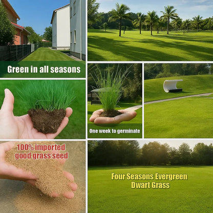 Evergreen dwarf grass for four seasons