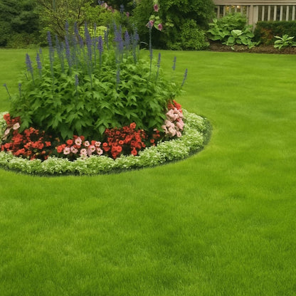 Evergreen dwarf grass for four seasons