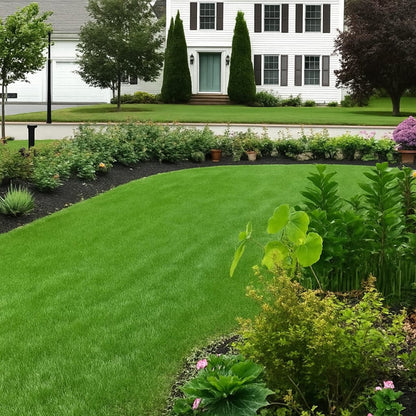 Evergreen dwarf grass for four seasons