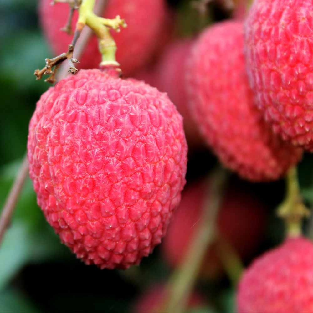 🍒Big & Juicy Lychee Seeds for Home Garden High Yield