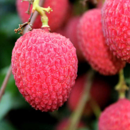 🍒Big & Juicy Lychee Seeds for Home Garden High Yield